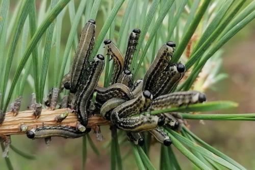 Réf. 314 239 : Neodiprion sertifer
