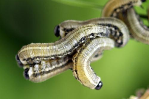 Réf. 314 240 : Neodiprion sertifer