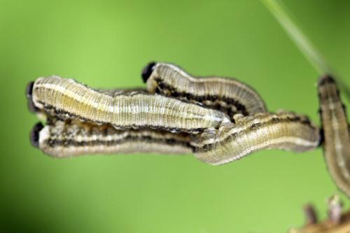 Réf. 314 241 : Neodiprion sertifer