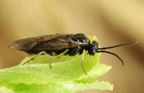 Réf. 314 377 : Pristiphora mollis