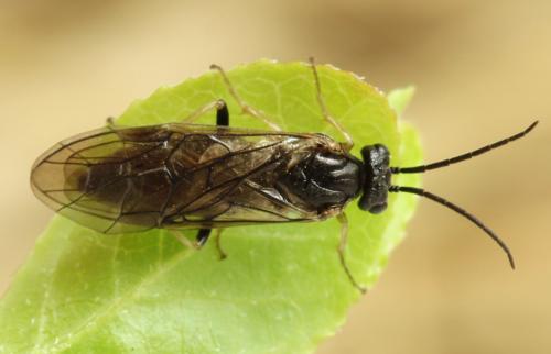 Réf. 314 378 : Pristiphora mollis