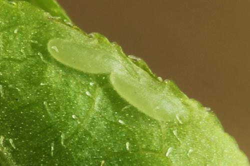 Réf. 314 380 : Pristiphora mollis