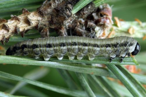 Réf. 314 242 : Neodiprion sertifer