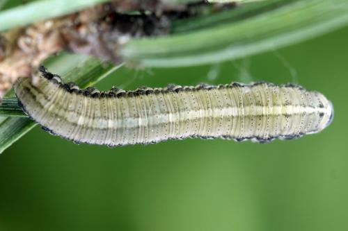 Réf. 314 243 : Neodiprion sertifer