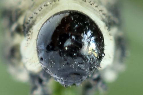 Réf. 314 244 : Neodiprion sertifer