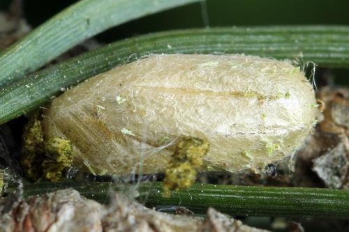 Réf. 314 246 : Neodiprion sertifer