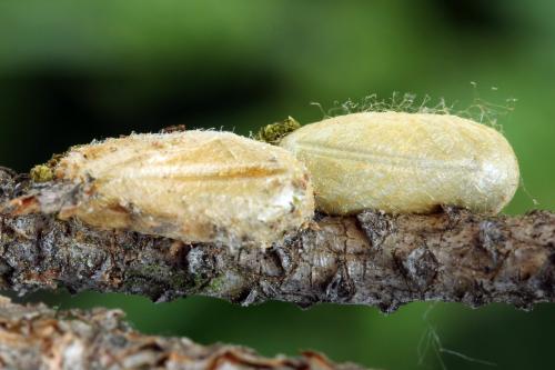 Réf. 314 245 : Neodiprion sertifer
