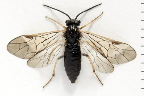 Réf. 314 395 : Pristiphora mollis