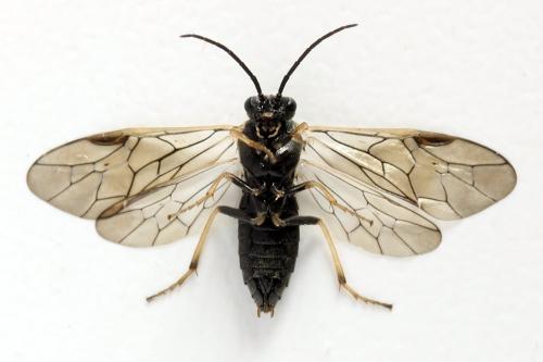 Réf. 314 396 : Pristiphora mollis