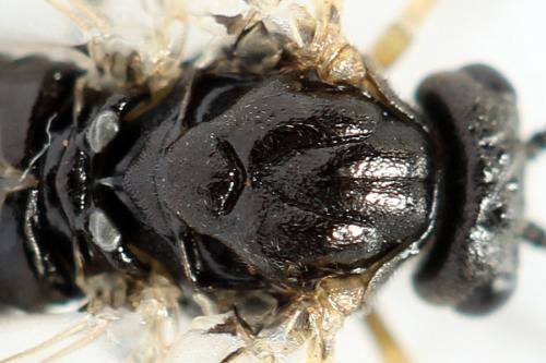 Réf. 314 398 : Pristiphora mollis