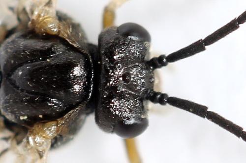Réf. 314 399 : Pristiphora mollis