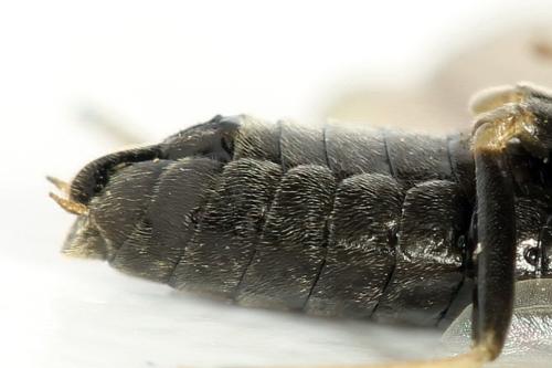 Réf. 314 406 : Pristiphora mollis
