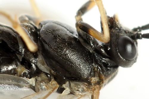 Réf. 314 407 : Pristiphora mollis