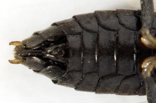 Réf. 314 410 : Pristiphora mollis