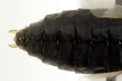 Réf. 314 409 : Pristiphora mollis