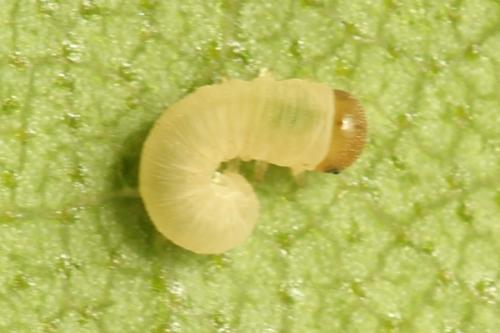 Rhogogaster scalaris