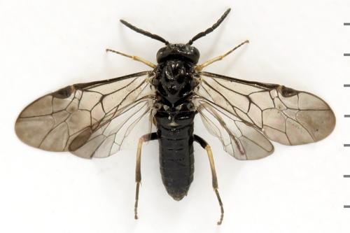 Claremontia alternipes