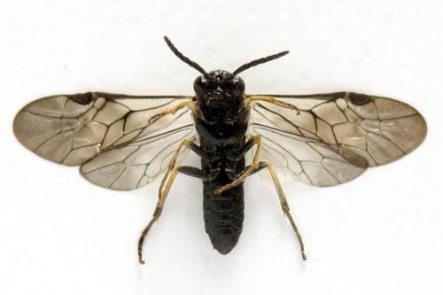 Claremontia alternipes