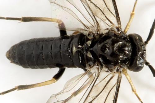 Claremontia alternipes