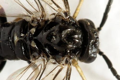 Réf. 314 520 : Claremontia alternipes