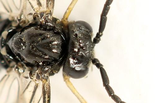 Claremontia alternipes