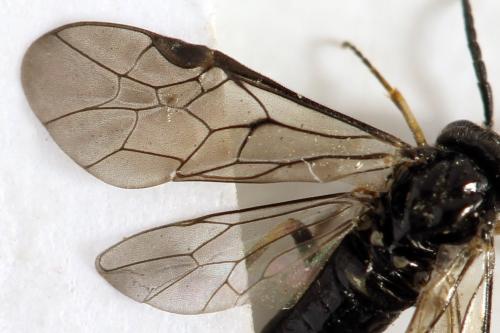 Claremontia alternipes