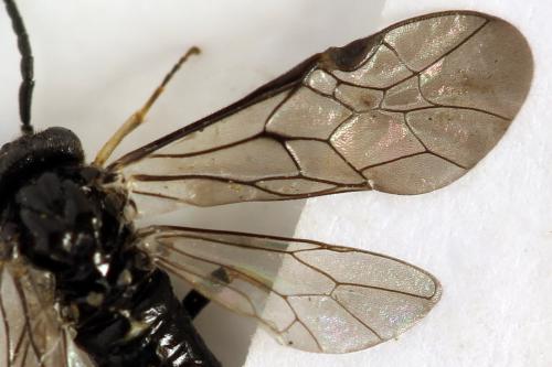 Claremontia alternipes
