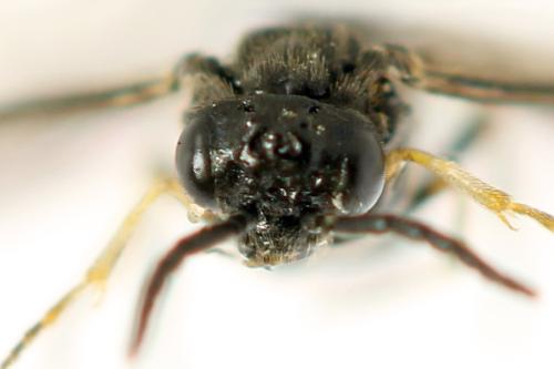 Claremontia alternipes