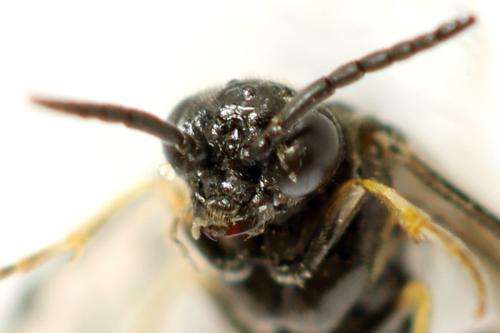 Claremontia alternipes