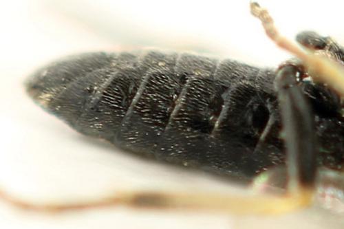 Claremontia alternipes