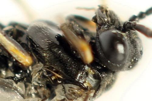 Claremontia alternipes