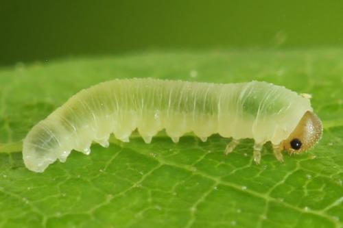 Réf. 314 057 : Rhogogaster scalaris