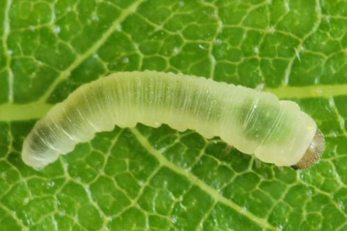 Réf. 314 058 : Rhogogaster scalaris