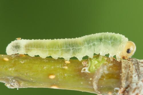 Réf. 314 059 : Rhogogaster scalaris