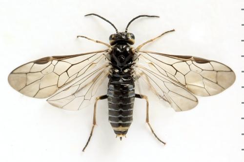 Réf. 314 479 : Empria candidata