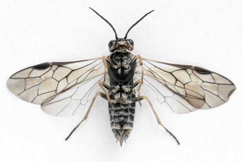 Empria candidata