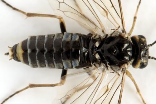 Réf. 314 481 : Empria candidata