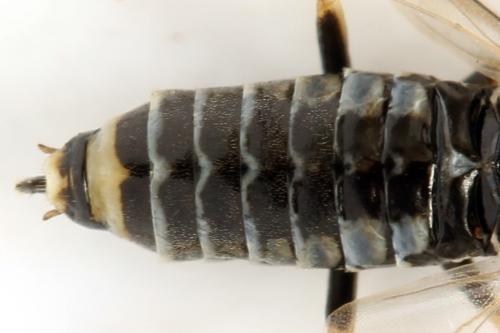 Réf. 314 482 : Empria candidata