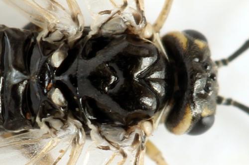 Réf. 314 483 : Empria candidata