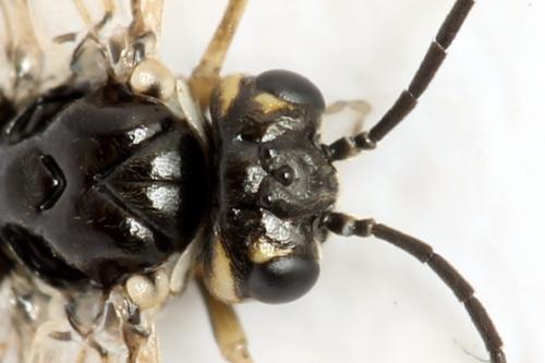 Réf. 314 484 : Empria candidata
