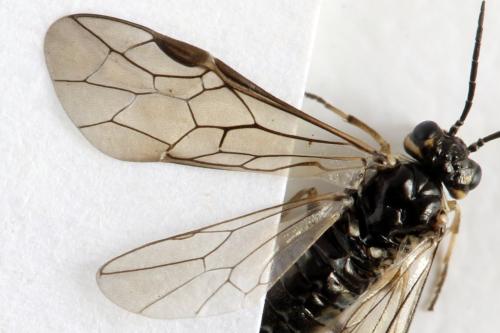 Réf. 314 485 : Empria candidata