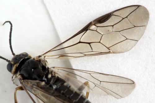 Empria candidata