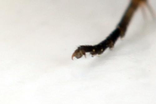 Empria candidata