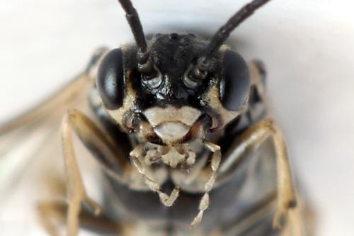 Réf. 314 488 : Empria candidata