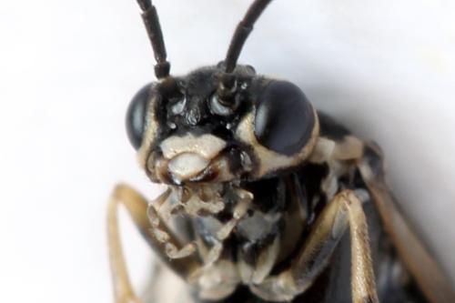 Réf. 314 489 : Empria candidata