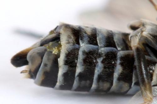 Empria candidata