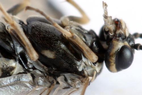 Réf. 314 491 : Empria candidata