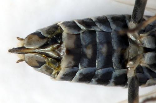 Réf. 314 493 : Empria candidata