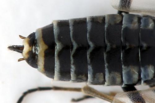 Empria candidata