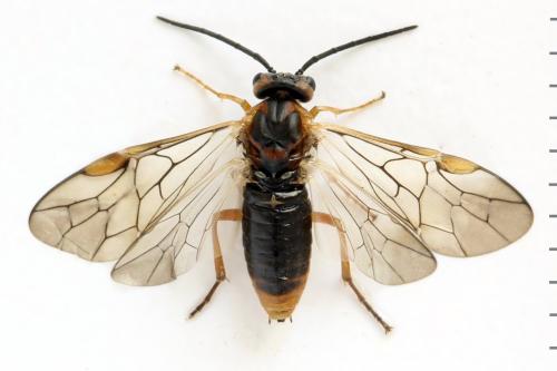 Euura krausi